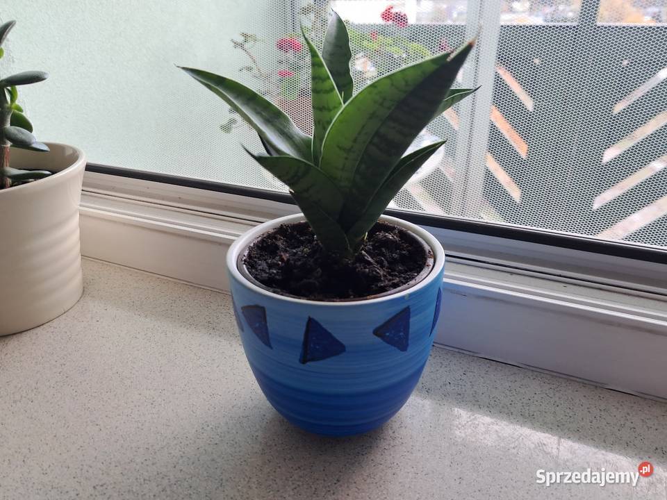 Ładna osłonkadoniczka kwiatek