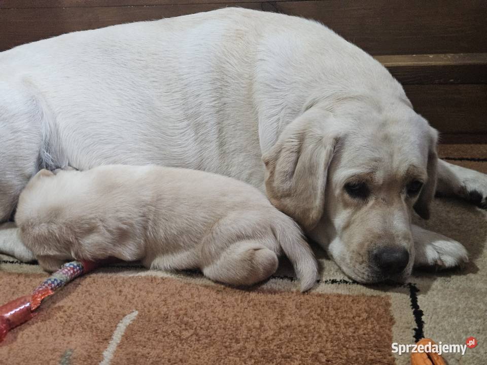 Labrador retriever Zkwp FCI Lgota Mała