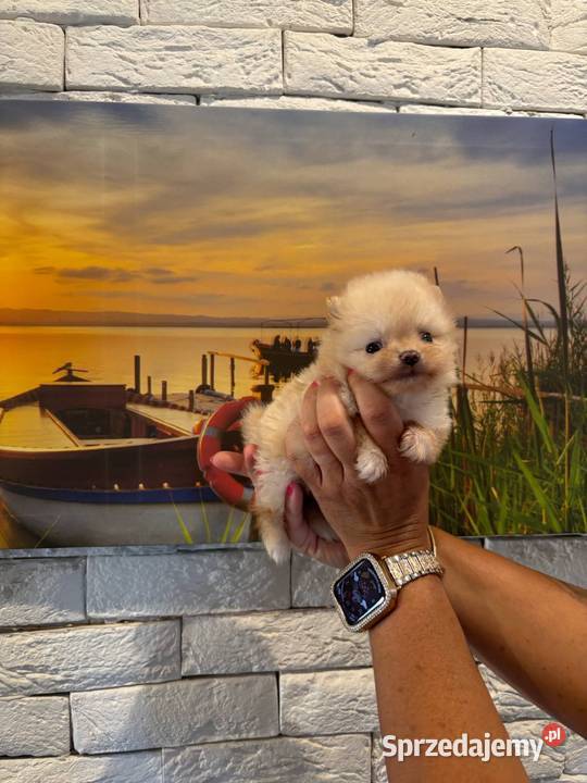 Szpic miniaturowy pomeranian dziewczynka Poniszowice sprzedam