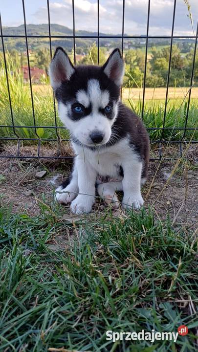 Zapowiedź Rasa Husky Siberian Husky Męcina