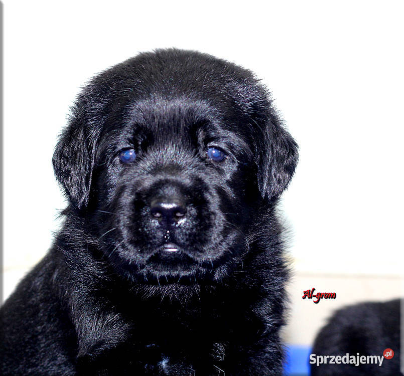 Czarne szczenięta rasy Labrador Retriever mazowieckie Chynów