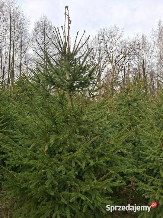 Sprzedaż choinek łódzkie Godzianów