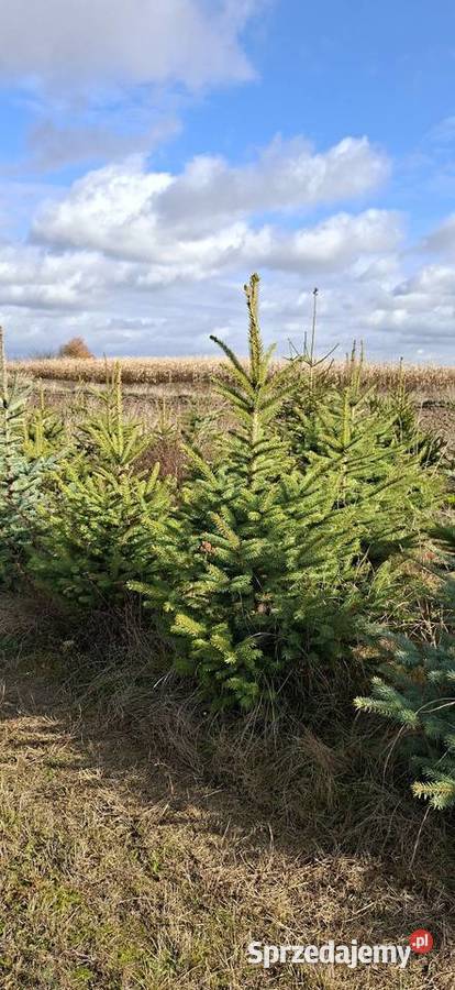 SWIERK CHOINKA sprzedam