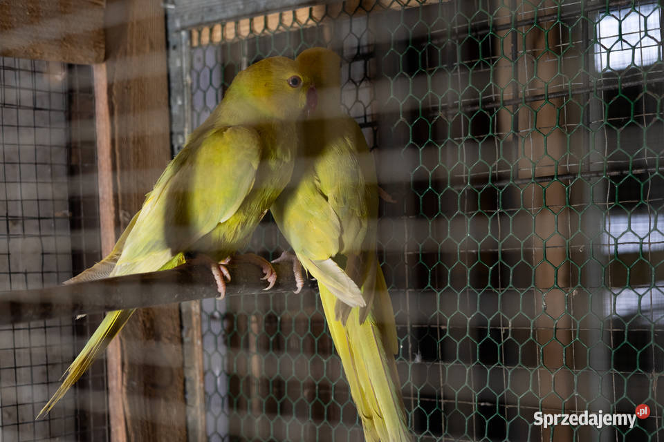 Aleksandretty Obrożne Lacewing Chmielnik