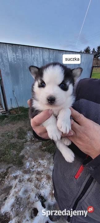 Rasa Husky Siberian Męcina sprzedam