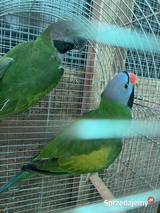 Aleksandretty chińskie Zachowice