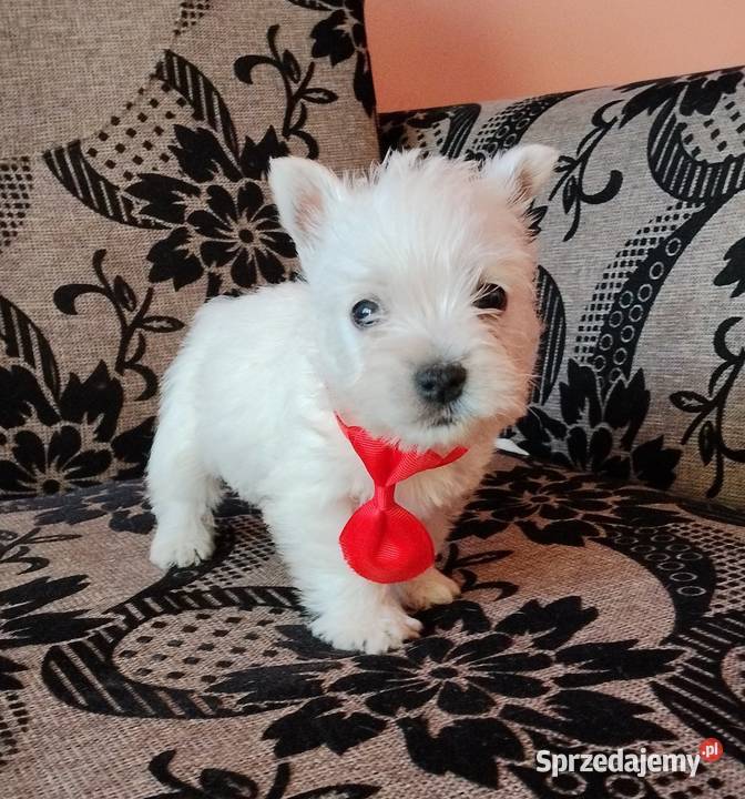 West Highland White Terrier podlaskie Sokoły