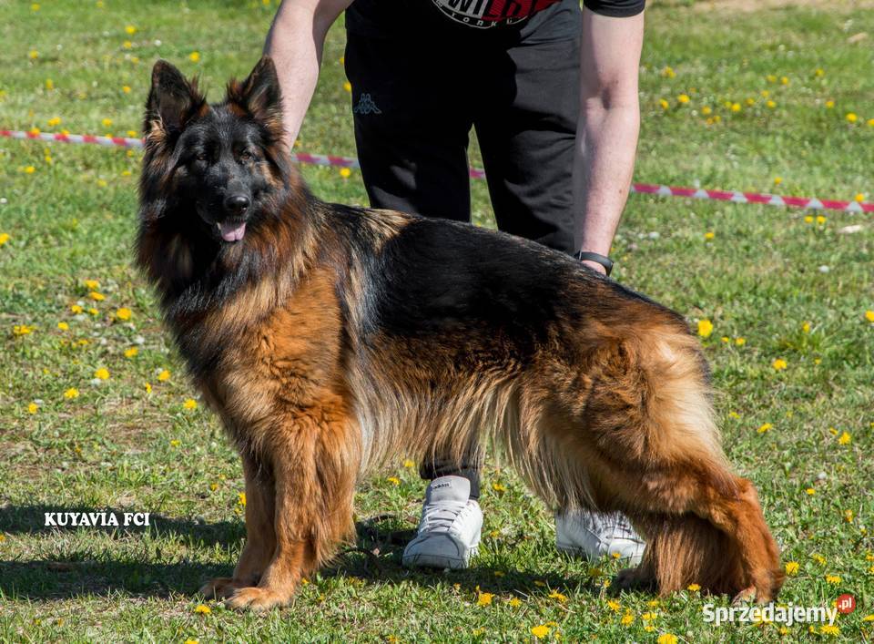 Szczeniaki owczarki niemieckie długowłose ZKWP Tuchola
