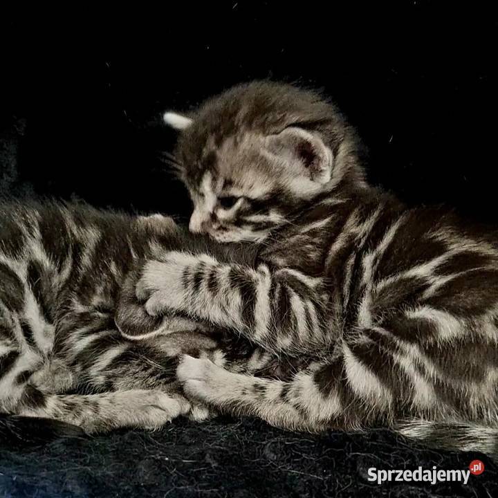 Srebrny kot bengalski ŚWIĘTA Bengalski Lubliniec sprzedam
