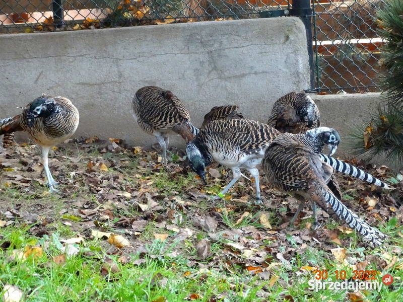 Sprzedam Bażanty Diamentowe z 2022r Bażant Samce wielkopolskie Gostyń