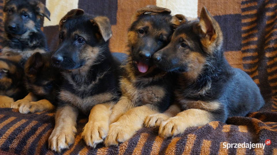 OWCZAREK NIEMIECKI SZCZENIĘTA