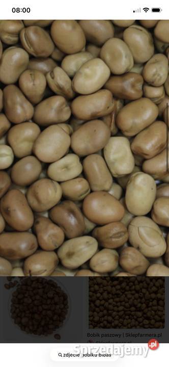 Sprzedam bobik lubelskie Zamość