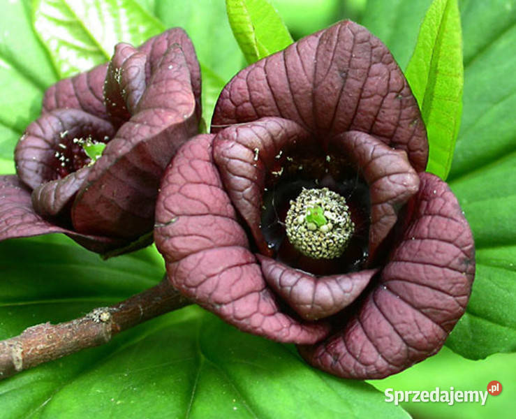 URODLIN TRÓJŁATKOWY Asimina triloba NASIONA 100 Lubanie