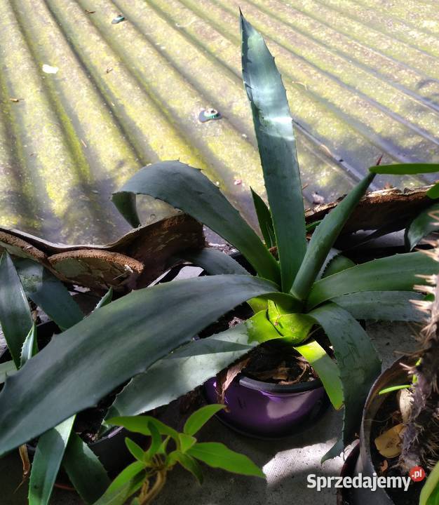 Agawa kaktus x2 duże i mniejsze świetny Pozostałe sprzedam