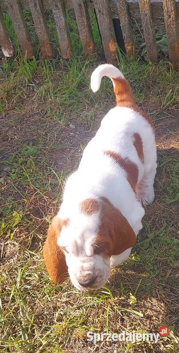 Basset hound szczenięta z renomowanej hodowli Basset Hound Batorowo