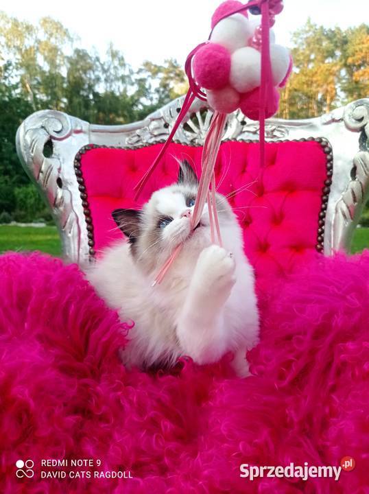Ragdoll Kocurek Seal Bicolor FIFE FPL Wschowa