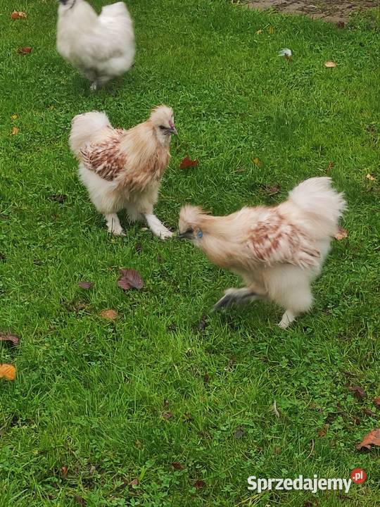 Kogut siłka Dąbrowa Górnicza