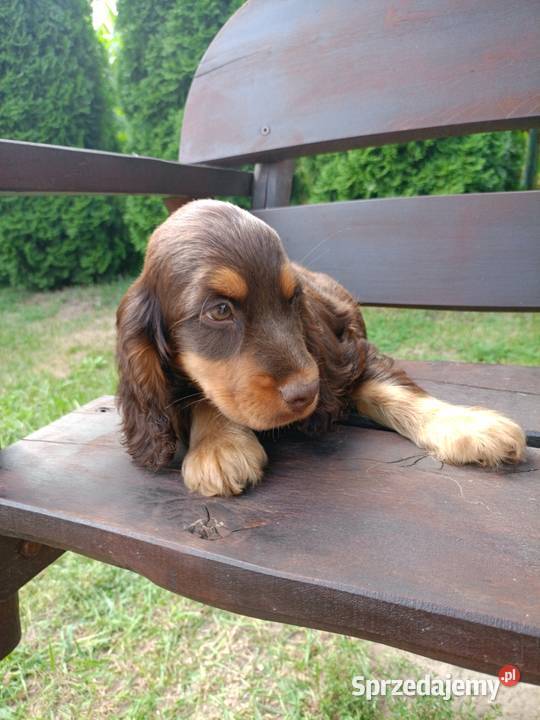 Cocker Spaniel Angielski Cocker Spaniel