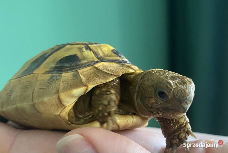 Żółw grecki z terrarium i pełnym wyposażeniem Olsztyn