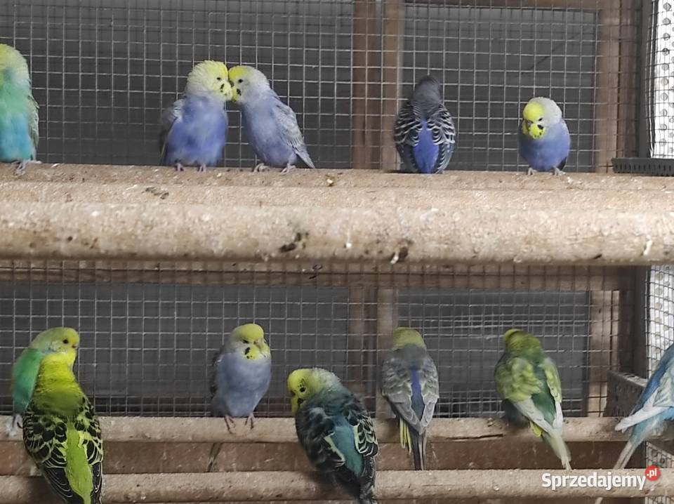 Papużki faliste Wilga