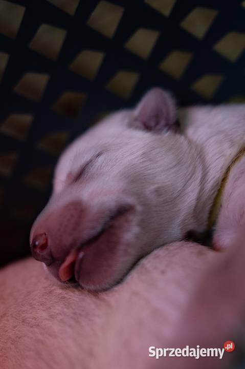 Szczenięta FCI Biały Owczarek Szwajcarski Jelcz-Laskowice