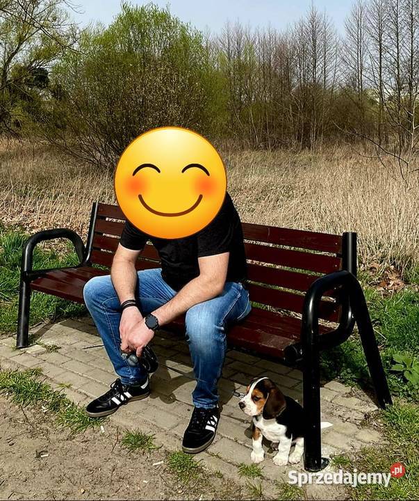 Szczeniak Beagle 9 tygodniowy z rodowodem z