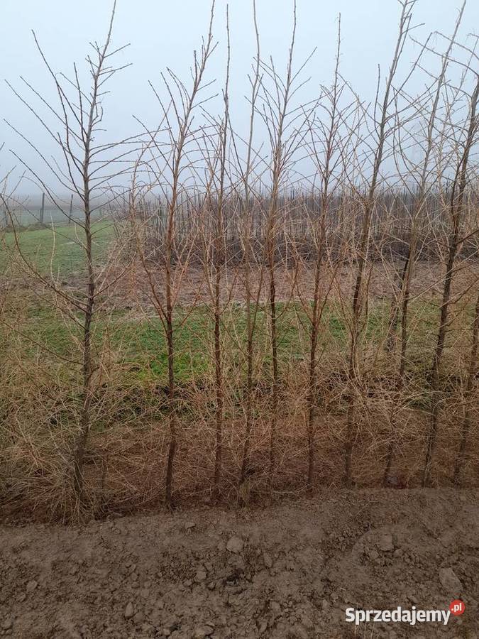 Sadzonka i podkladka morwa katalpy klon modrzew lubelskie Chrząchów
