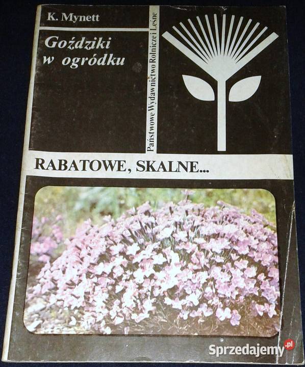 Goździki w ogródku Rabatowe skalne Kazimierz miękka lubelskie Chełm