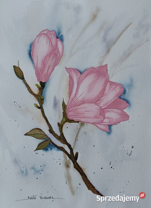 Akwarela Akwarelka Obraz pt Magnolia 225 x 30 Katowice