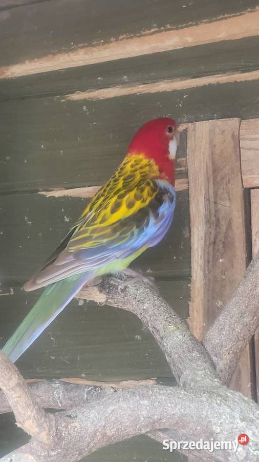 Rozella białolica Wieliczka