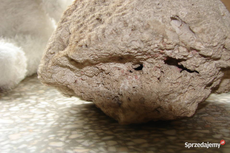 element rafy koralowej Warszawa