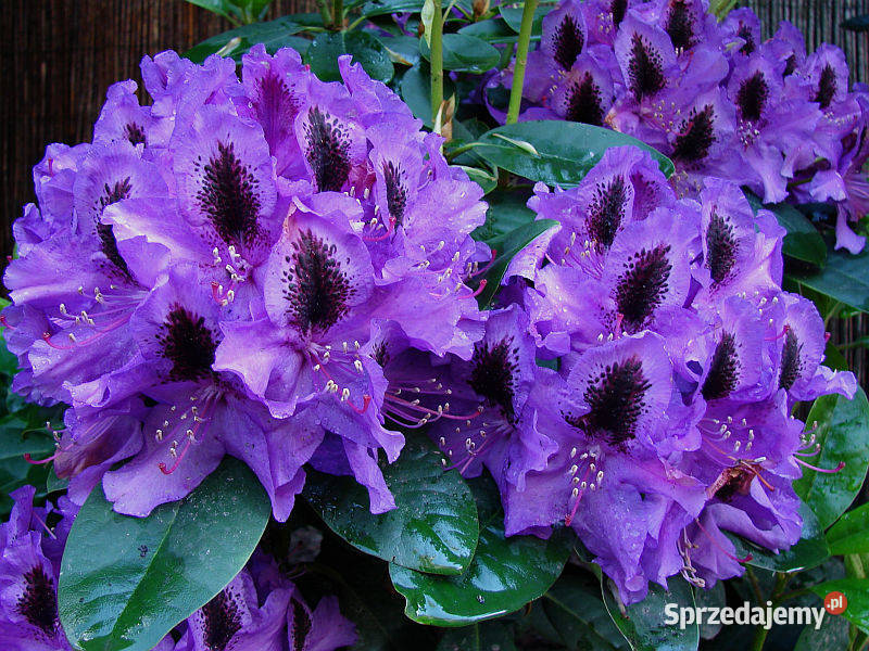 Rózanecznik Peter AlanRhododendron Peter Alan C5