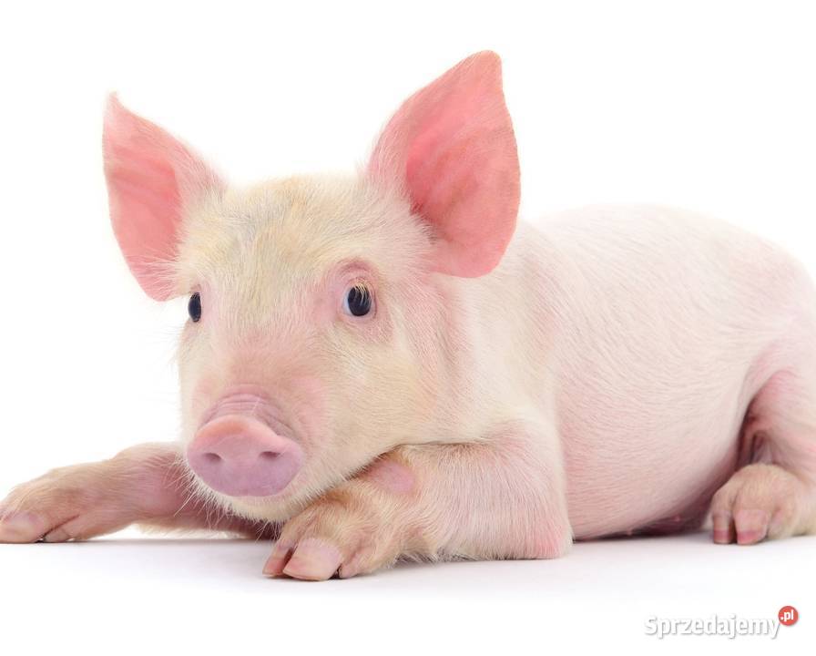 Sucha kąpiel prosiąt Dezosan Junior higiena Nysa sprzedam