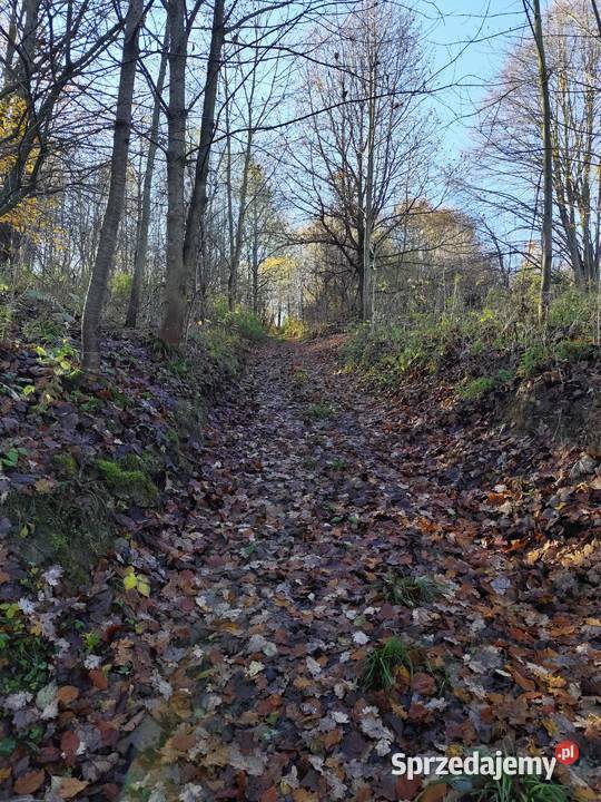 Siedlisko w lesie podkarpackie Domaradz