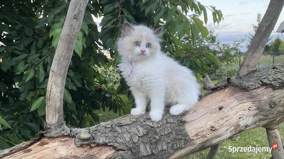 Gotowe do odbioru Ragdoll z prawdziwym rodowodem śląskie