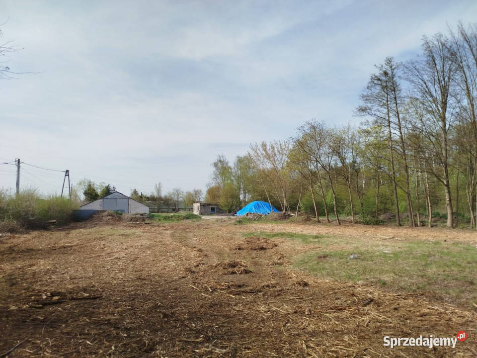 Usługi 9775m2 Skrzeszew Kościelna Sprzedaż