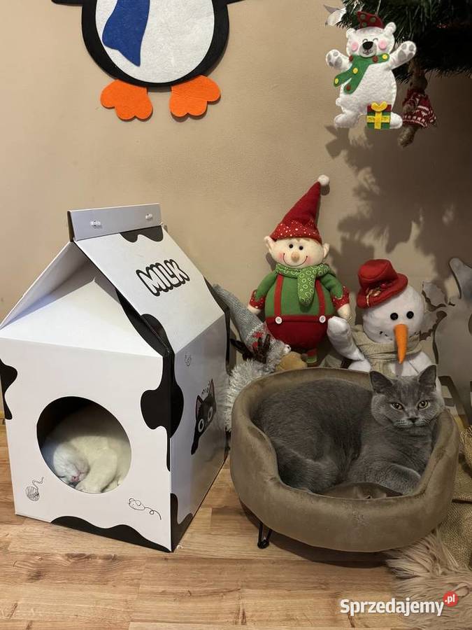 Kot Brytyjski British Shorthair Warszawa