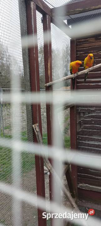 Konury słoneczne Lubań