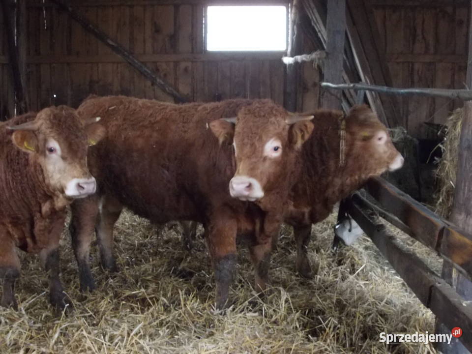 Byki 100 limousine warmińsko-mazurskie Gołdap