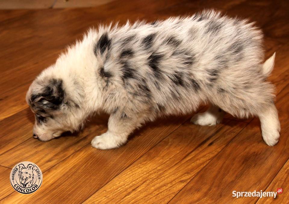 Border Collie coli szczeniak Blue Merle badania Radom