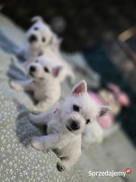 West Highland White Terrier- szczeniaki