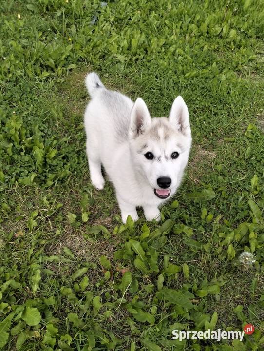 Suczka Siberian Husky ZKwP FCI GOTOWA DO ODBIORU
