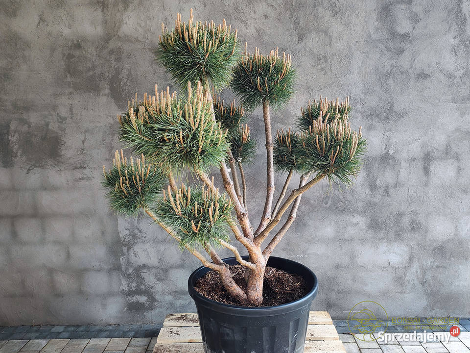 Sosna pospolita formowana 091 NIWAKI BONSAI Dom i Ogród Wrocław