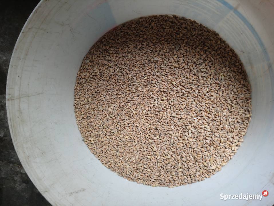 Pszenica elokogiczna jara Monsun Bukowa sprzedam