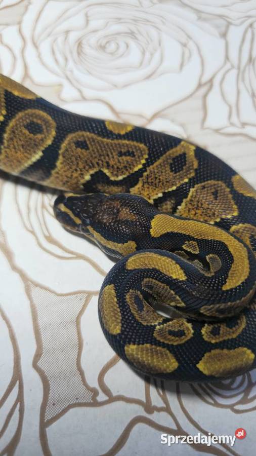Wąż pyton królewski python regius samiec Zwierzęta Wrocław sprzedam