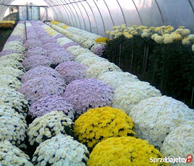 CHRYZANTEMY HURT DETAL duży wybór mazowieckie