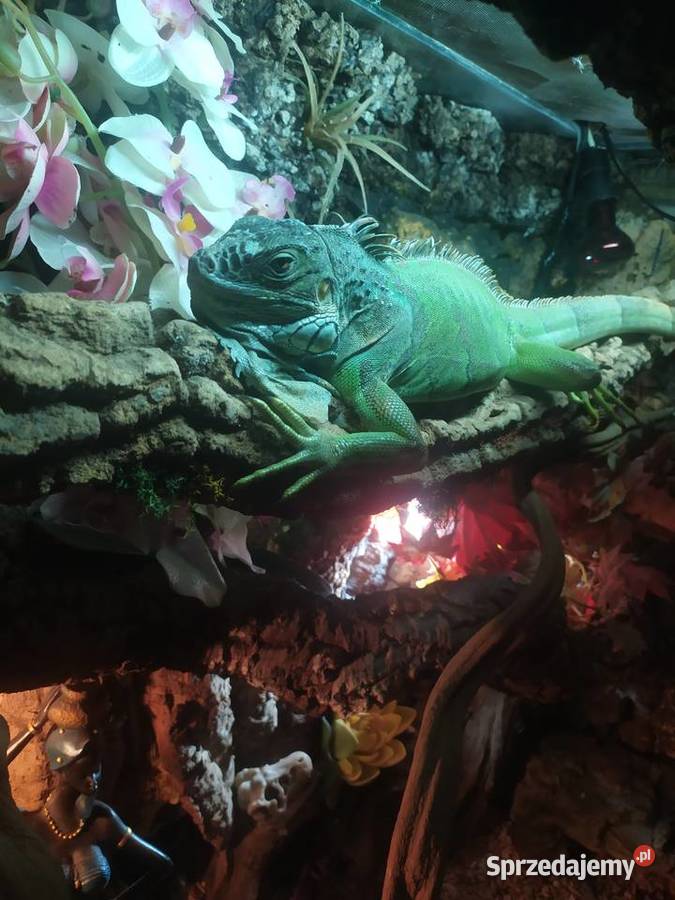 Legwan zielony Gady i płazy