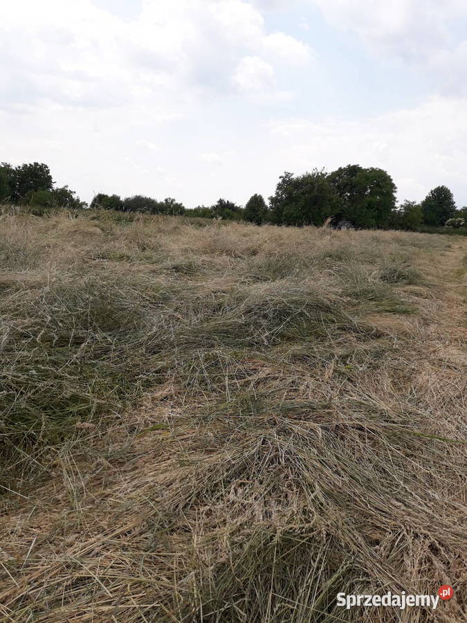 Siano w beli Kraków