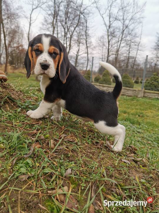 Szczeniak beagle mały piesek Warszawa