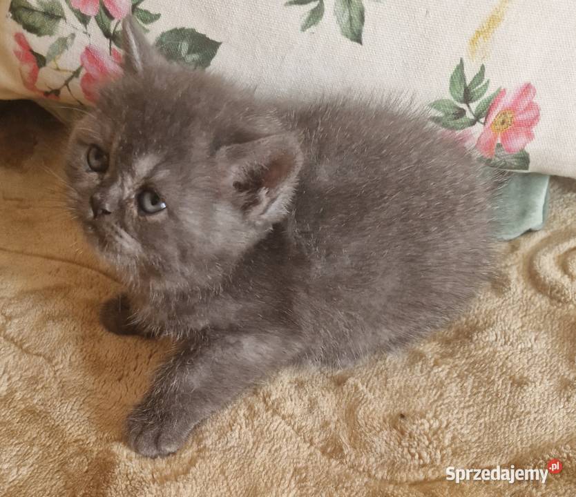 Brytyjskie kotka niebieska sprzedam